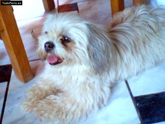 Foto del perro Candy