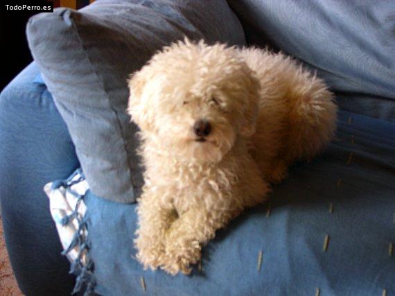 La foto del perro Goofy Foto del perro Goofy