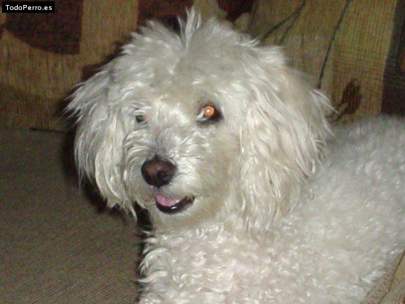 Foto del perro Candy