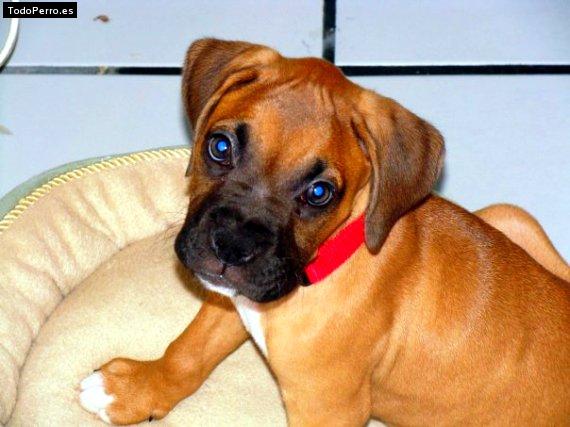 Foto del perro Cacique