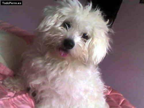 Foto del perro Chuchi