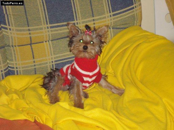 La foto del perro Mika Foto del perro Mika