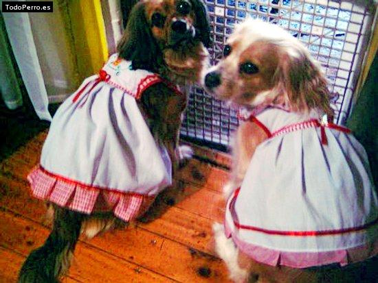 La foto del perro Pupy y mota Foto del perro Pupy y mota