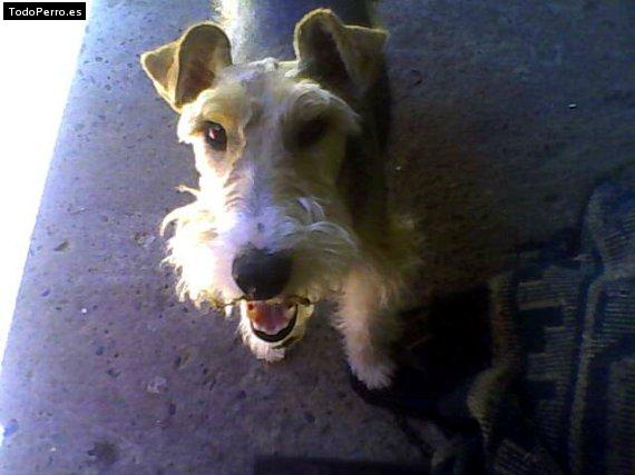 Foto del perro Niña
