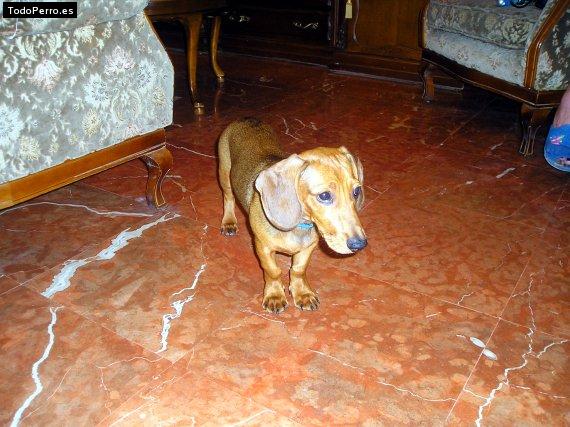 Foto del perro Sultan