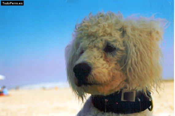 Foto del perro Curro