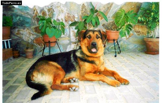 Foto del perro Ramon