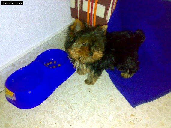 La foto del perro Koko Foto del perro Koko