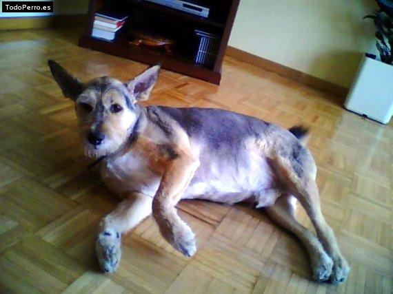 Foto del perro Curro