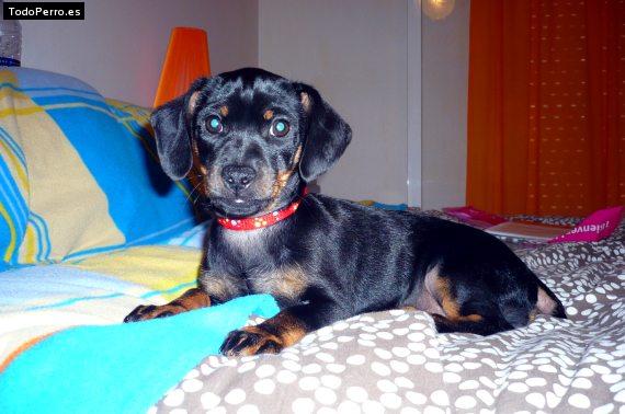 Foto del perro Chiki