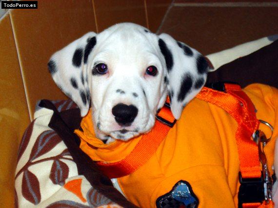 Foto del perro Newman