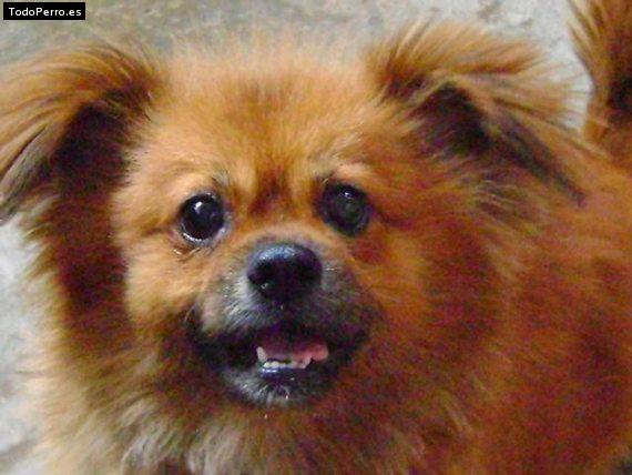 La foto del perro Gucci Foto del perro Gucci