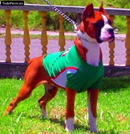 La foto del perro Gordo Foto del perro Gordo