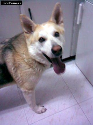 Foto del perro Chika