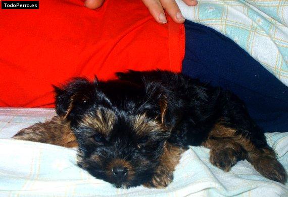 La foto del perro Garrote Foto del perro Garrote