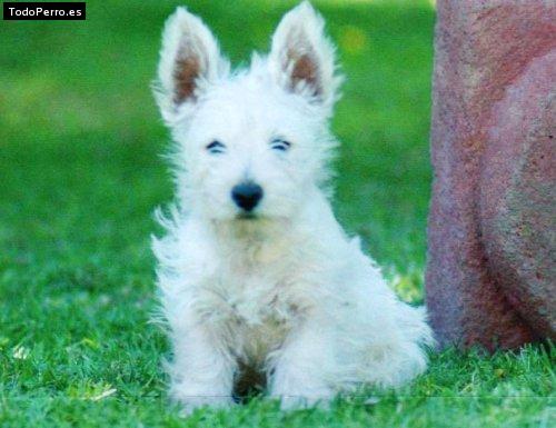 Foto del perro Wilson