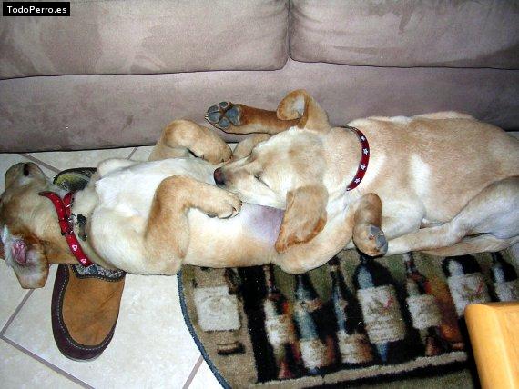 La foto del perro Milhouse y xango Foto del perro Milhouse y xango