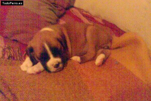 La foto del perro Ira Foto del perro Ira