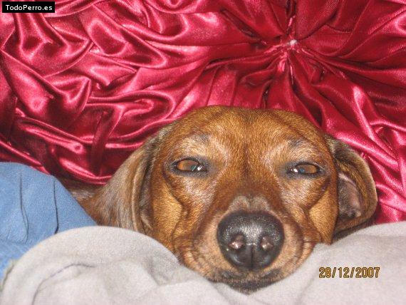 La foto del perro