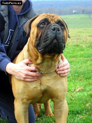 Foto del perro Homero