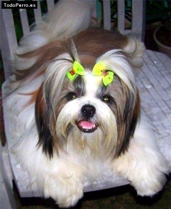 Foto del perro Connie