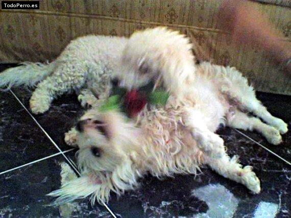 Foto del perro Cindy