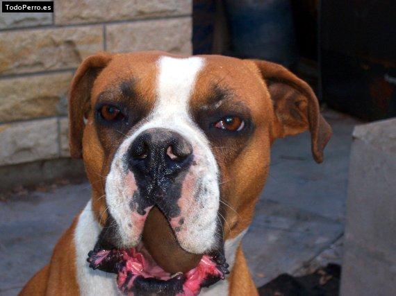 Foto del perro Cacho