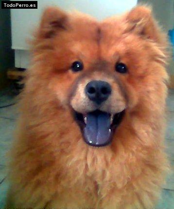 La foto del perro Jade Foto del perro Jade