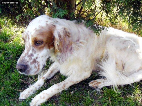 La foto del perro