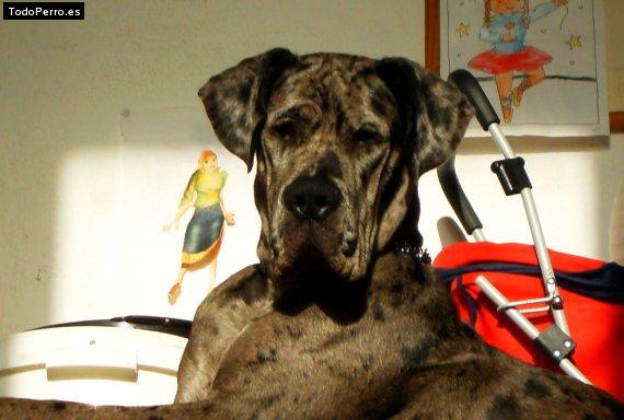 Foto del perro Bruma