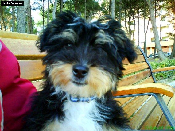 Foto del perro Sinchan