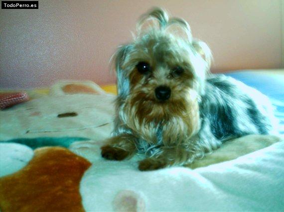 Foto del perro Shirka