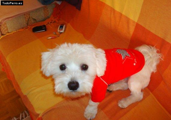 La foto del perro