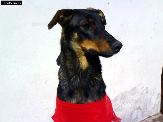 La foto del perro Mona Foto del perro Mona