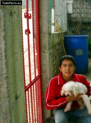 Foto del perro Rabito