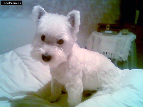 Foto del perro Bambam