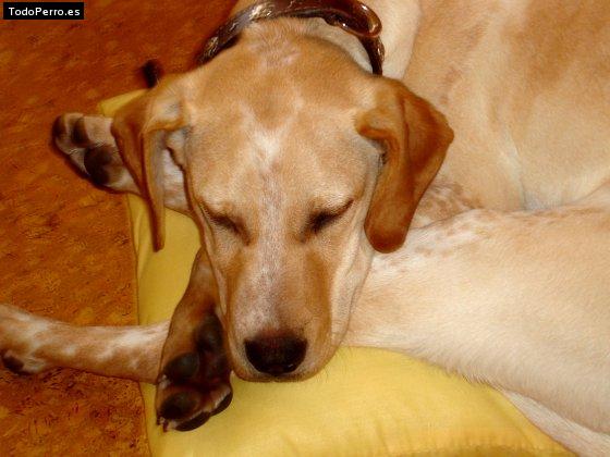 Foto del perro Rommel