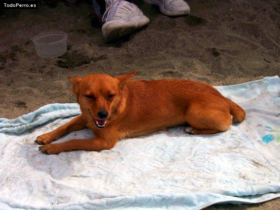 La foto del perro Ginger Foto del perro Ginger