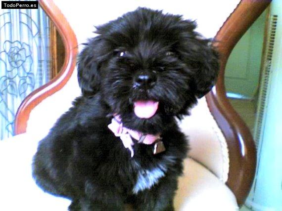 Foto del perro Elara