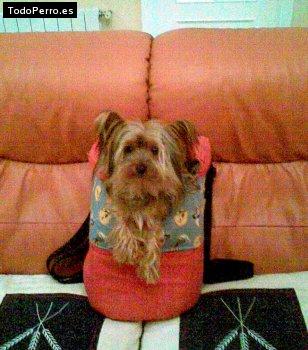 La foto del perro Gupy Foto del perro Gupy