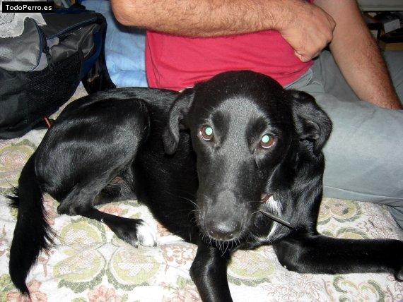 Foto del perro Ruperto