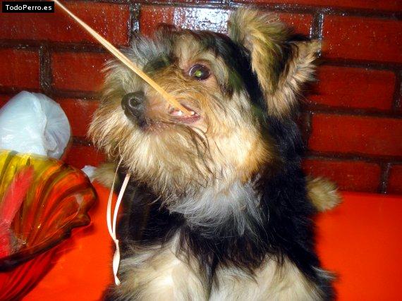 La foto del perro