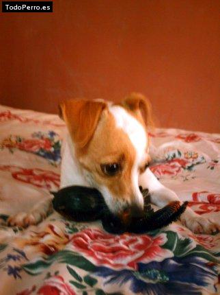 La foto del perro Muñeca Foto del perro Muñeca