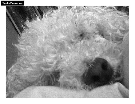 La foto del perro Matute Foto del perro Matute