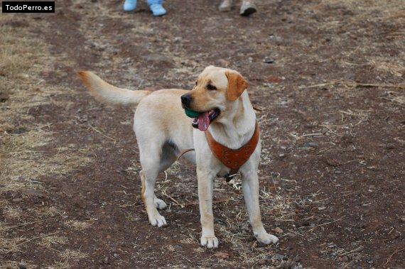 La foto del perro Mozart Foto del perro Mozart