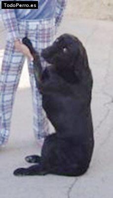 La foto del perro Milton Foto del perro Milton