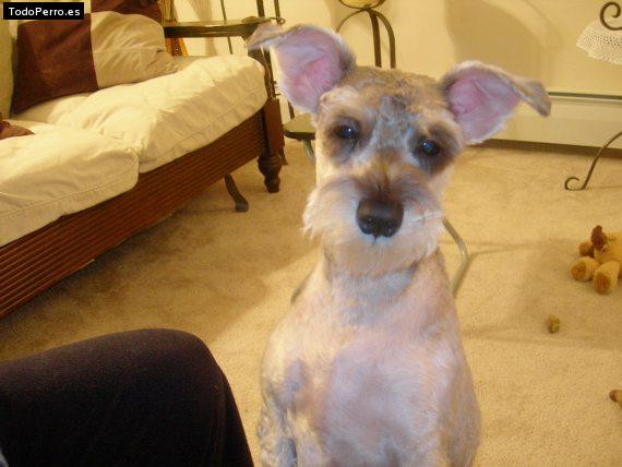 La foto del perro Lanita Foto del perro Lanita