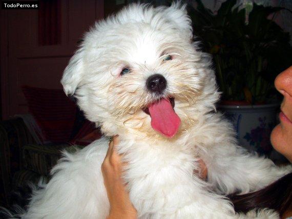 Foto del perro Tea