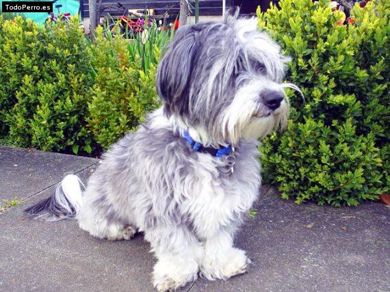 Foto del perro Cuqui