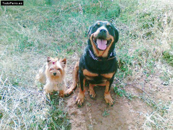 Foto del perro Leaire